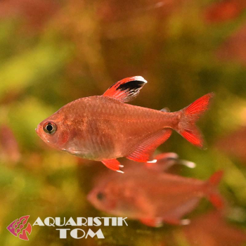 Weißflossen-Schmucksalmler, Hyphessobrycon rosaceus White fin